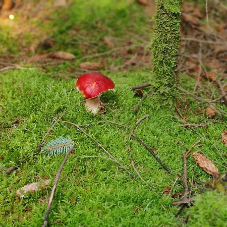 8 Person In Ferienhaus *