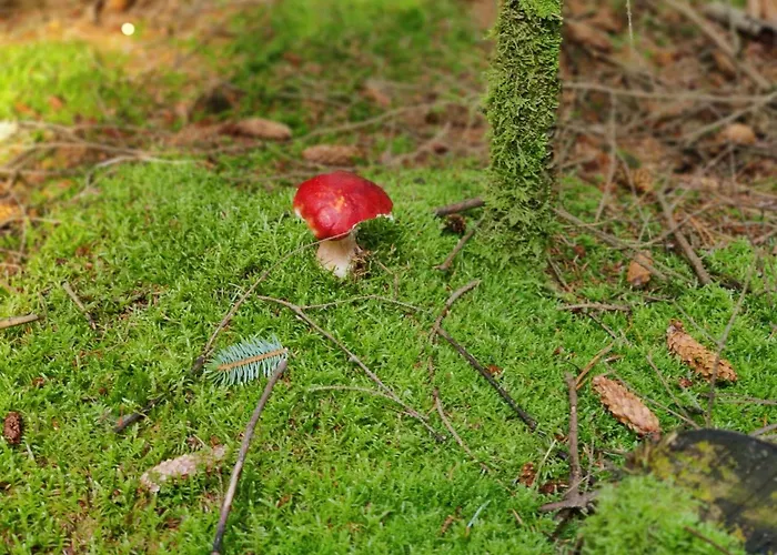 8 Person In Hébergement de vacances *